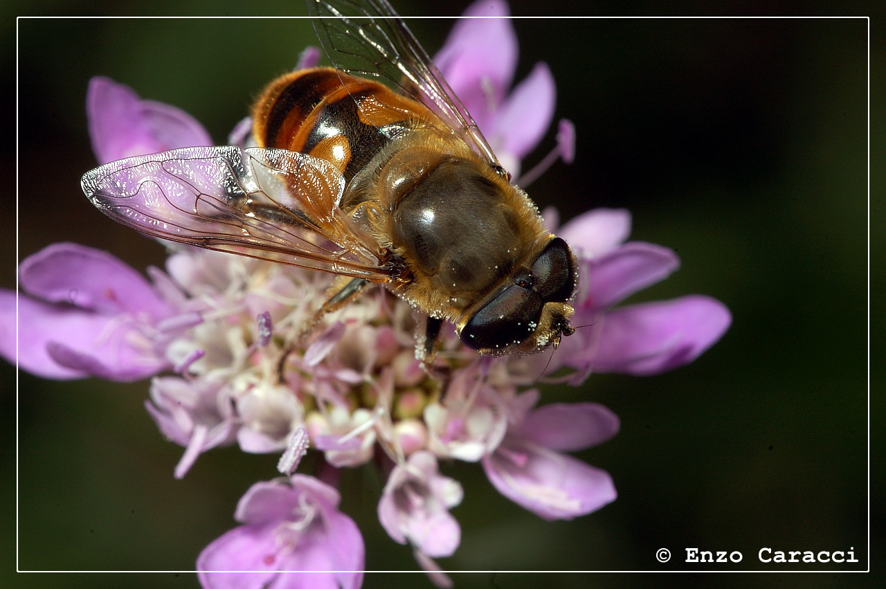 Ancora da identificare: Eristalis